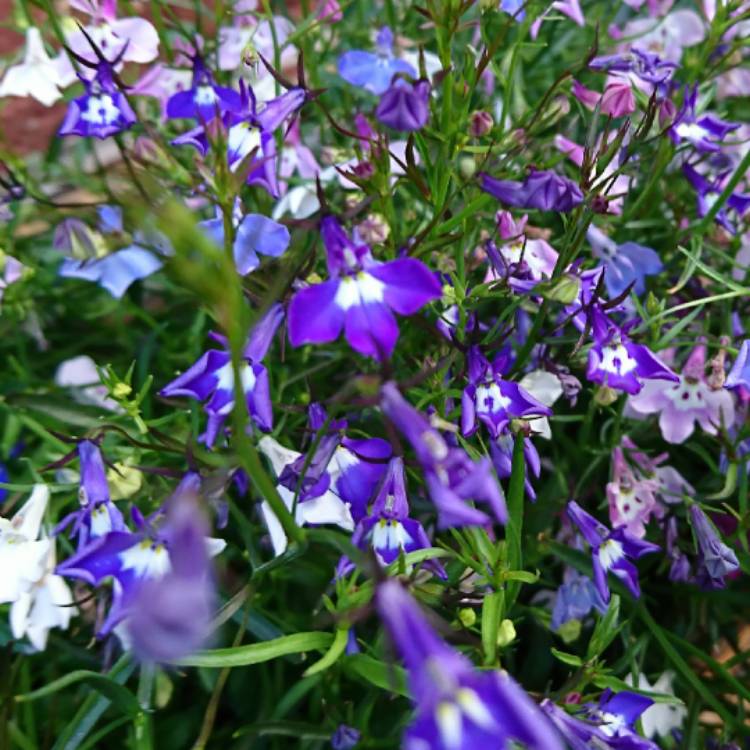 Plant image Lobelia Erinus 'Crystal Palace'