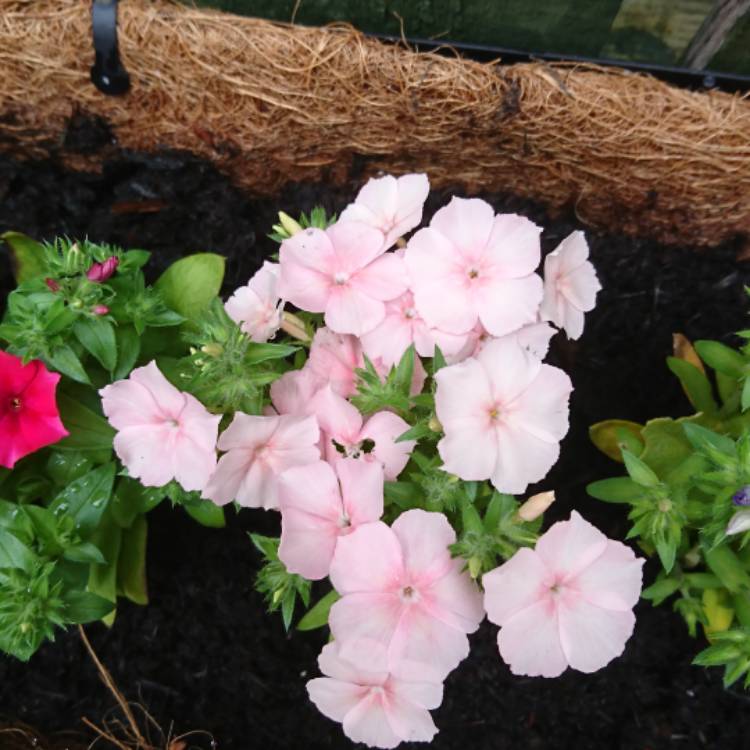 Plant image Phlox drummondii '21st Century' (Mix)