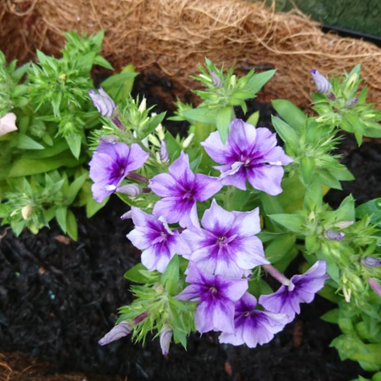 Plant image Phlox drummondii '21st Century' (Mix)