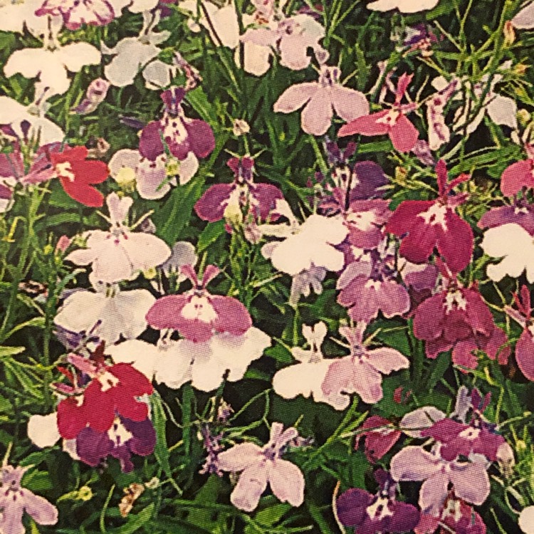 Plant image Lobelia erinus 'Cascade Mixed' (Mix)