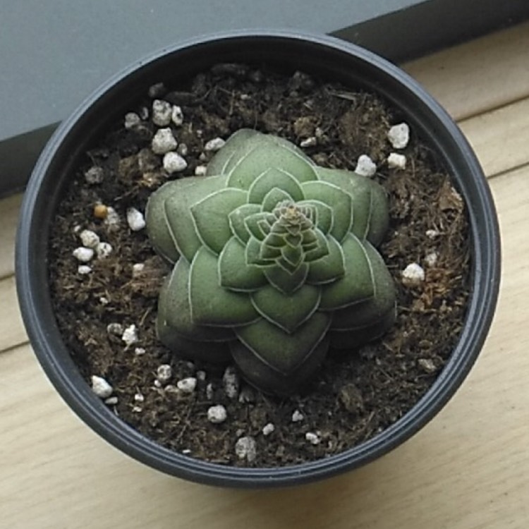 Plant image Crassula hemisphaerica syn. Crassula alooides