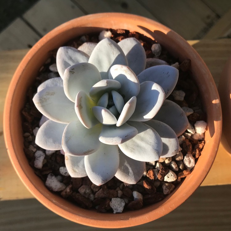plant image 1077787 plant image 1077787