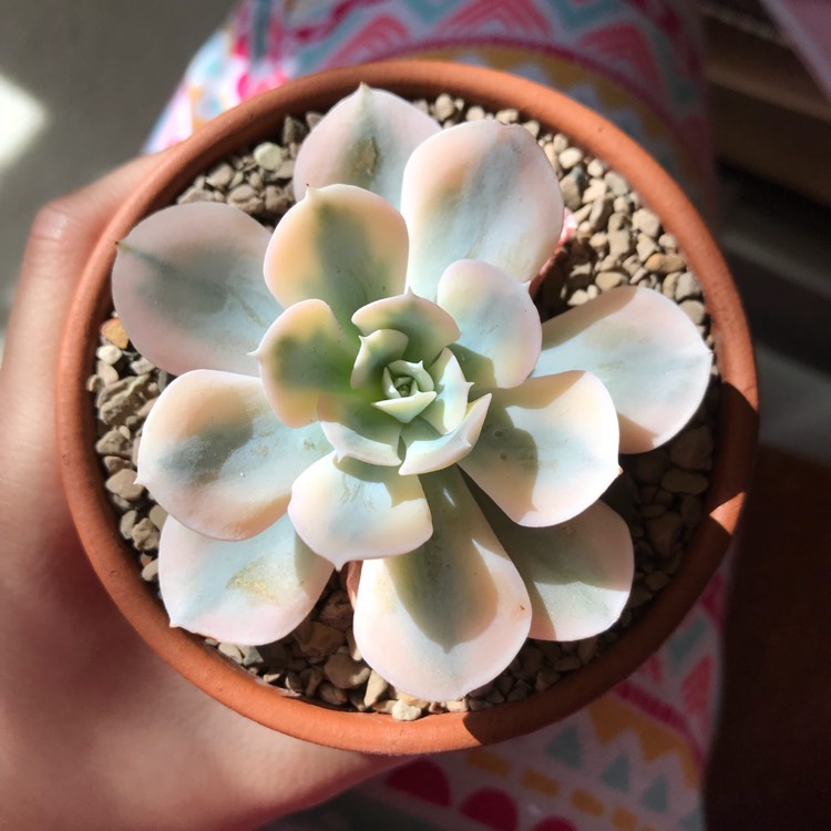 plant image 1092634