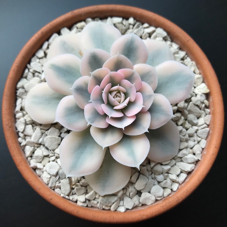 Plant image Echeveria Runyoni Variegata