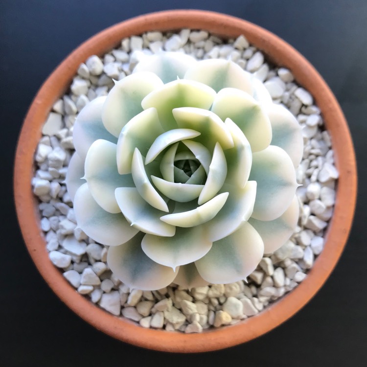 plant image 1225268