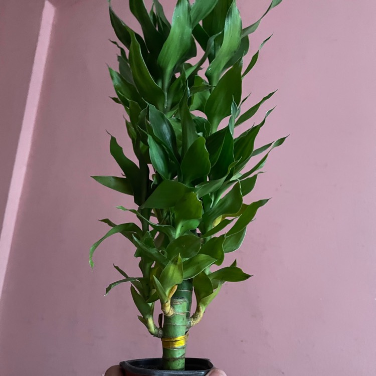 Plant image Dracaena compacta