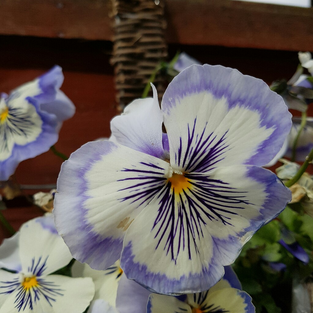 Pansy 'Light Blue Whiskers'