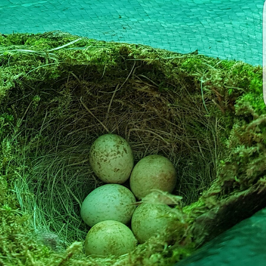 Sybil's garden