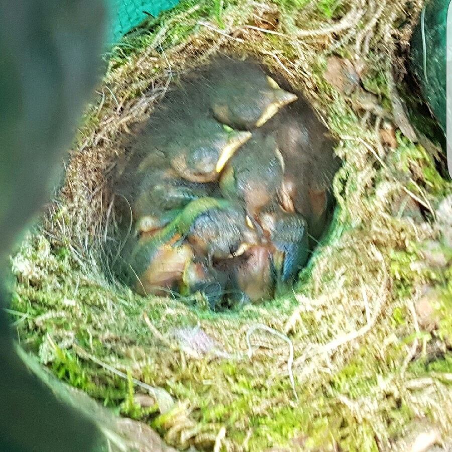 Sybil's garden
