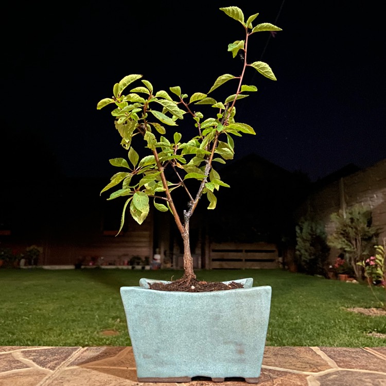 plant image 1684725