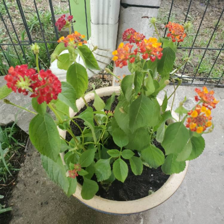 Plant image Lantana camara 'Radiation'