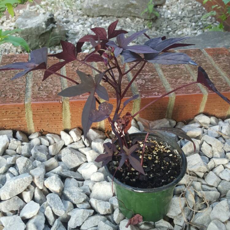 plant image 447560 plant image 447560