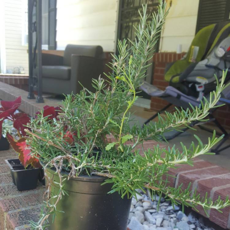 plant image 461264