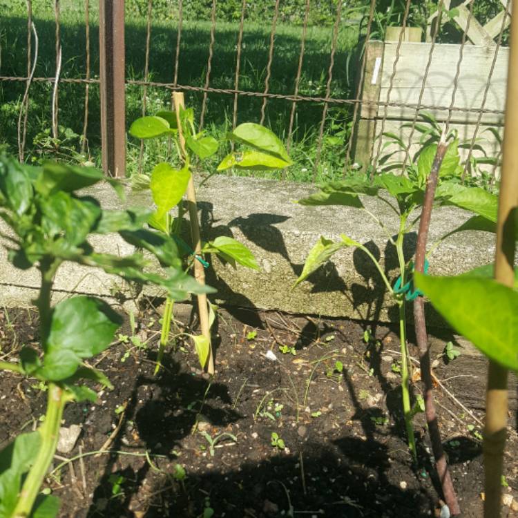 plant image 479575