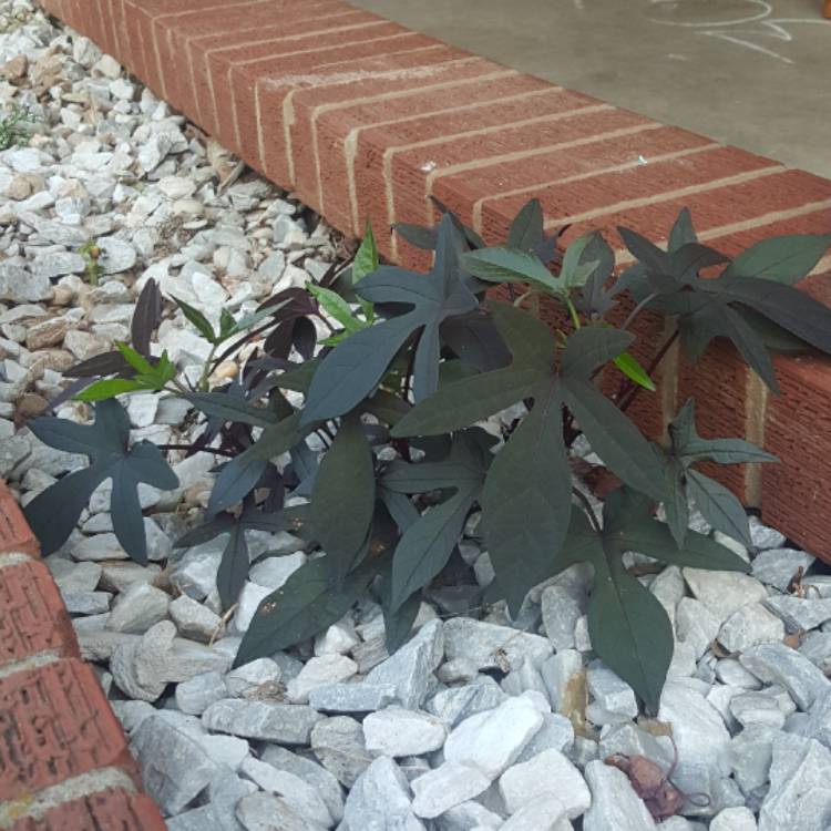 plant image 481254 plant image 481254