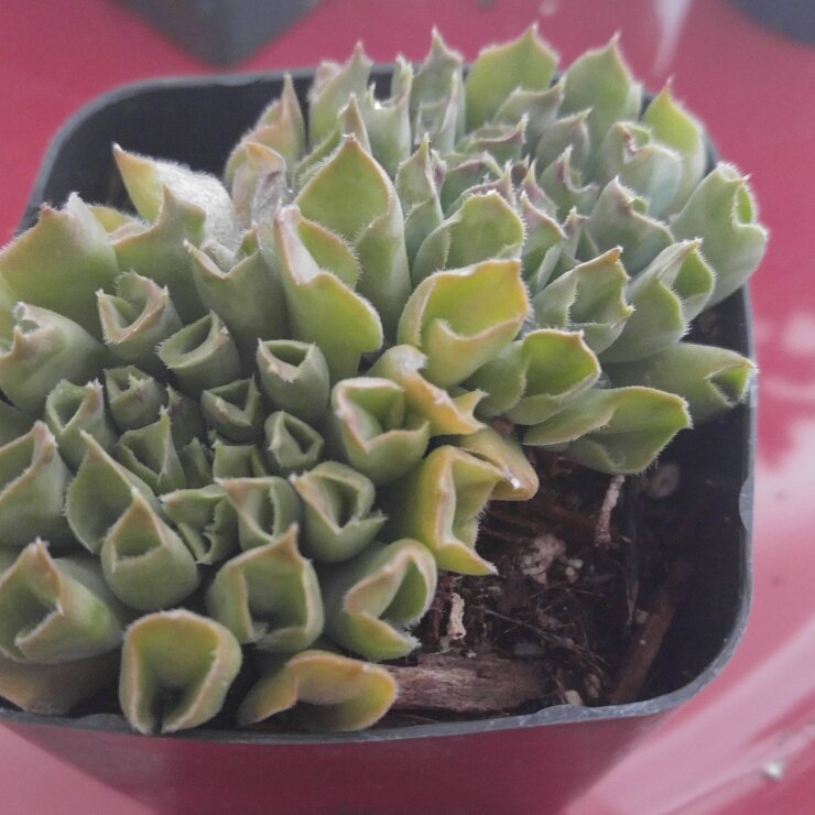 plant image 203163