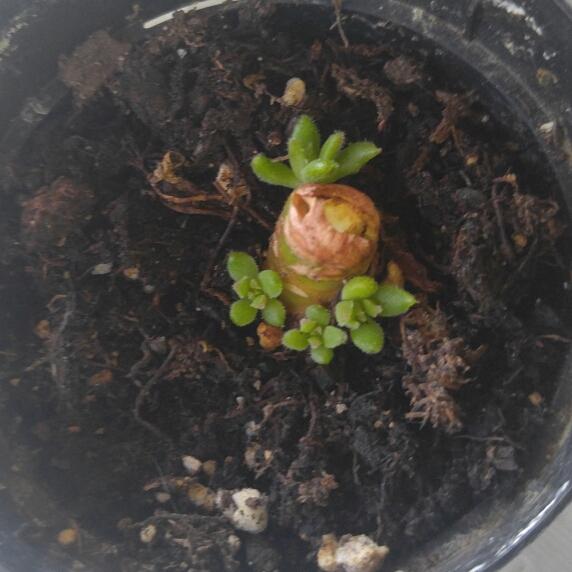 Plant image Graptopetalum Copper Rose