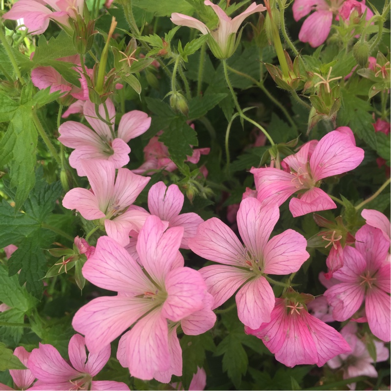 Plant image Geranium clarkei 'Kashmir Purple'