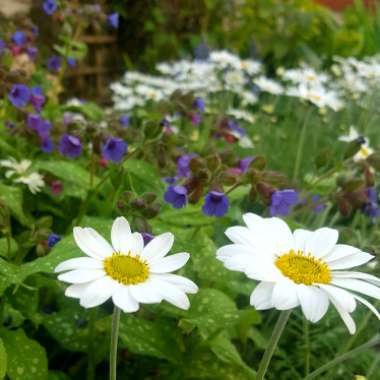 Anthemis punctata subsp. cupaniana. syn. Anthemis cupaniana