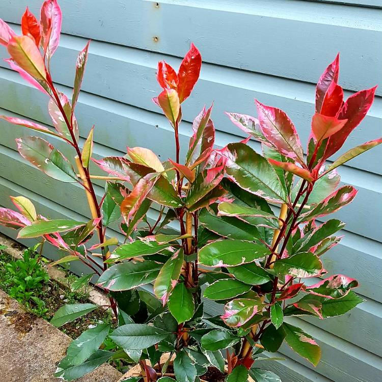 plant image 1023855
