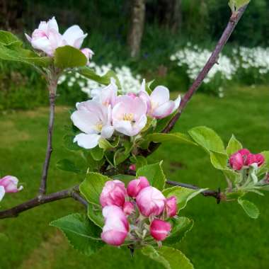 Malus domestica