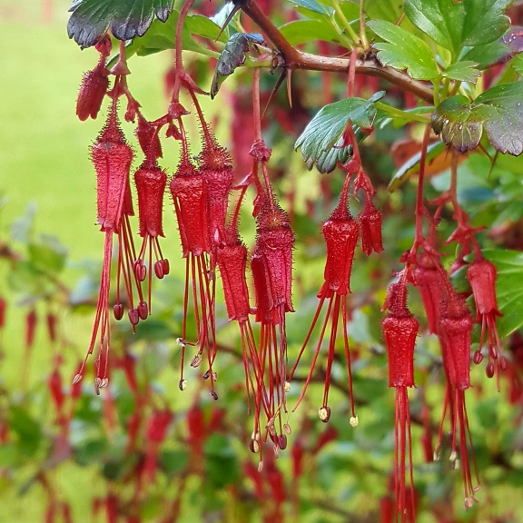 plant image 1023870