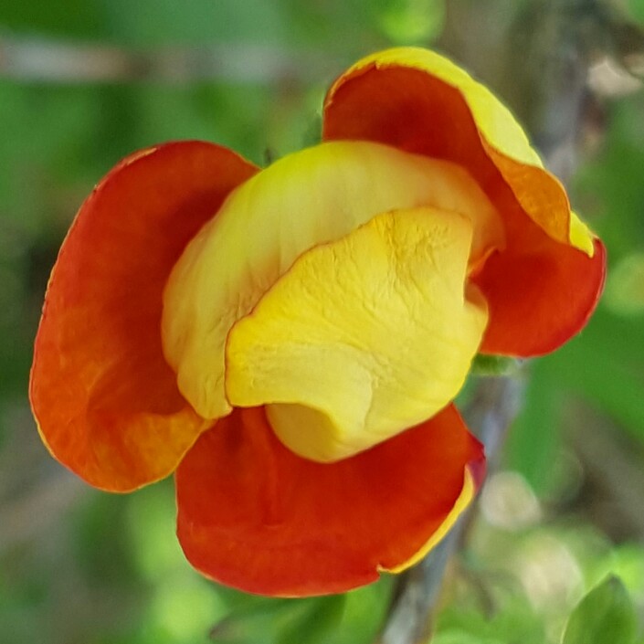 plant image 103440