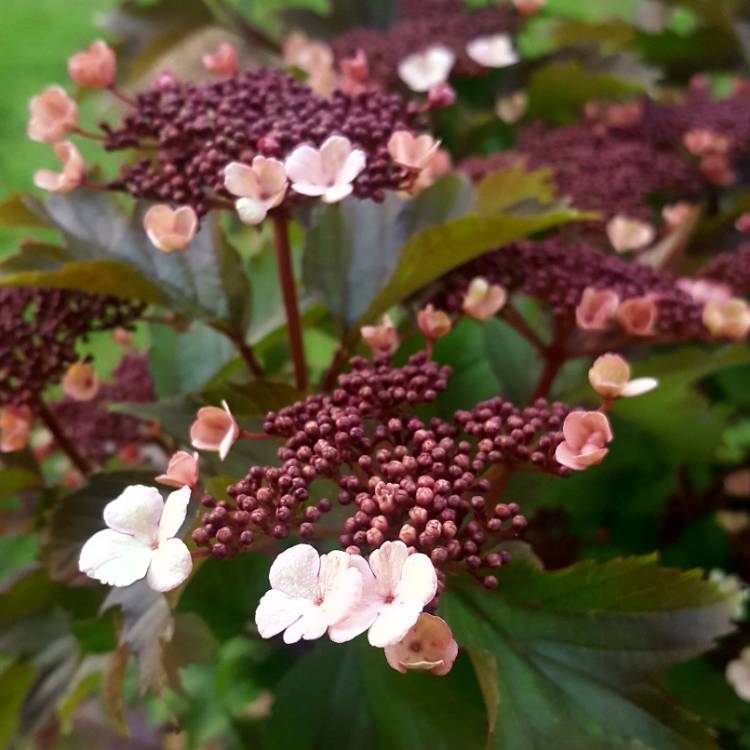 plant image 1043903