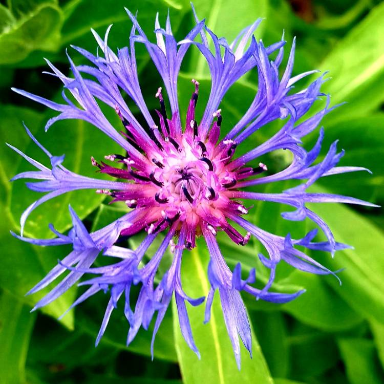 plant image 1049820