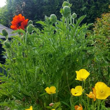 Papaver