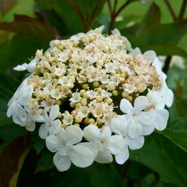 Viburnum opulus
