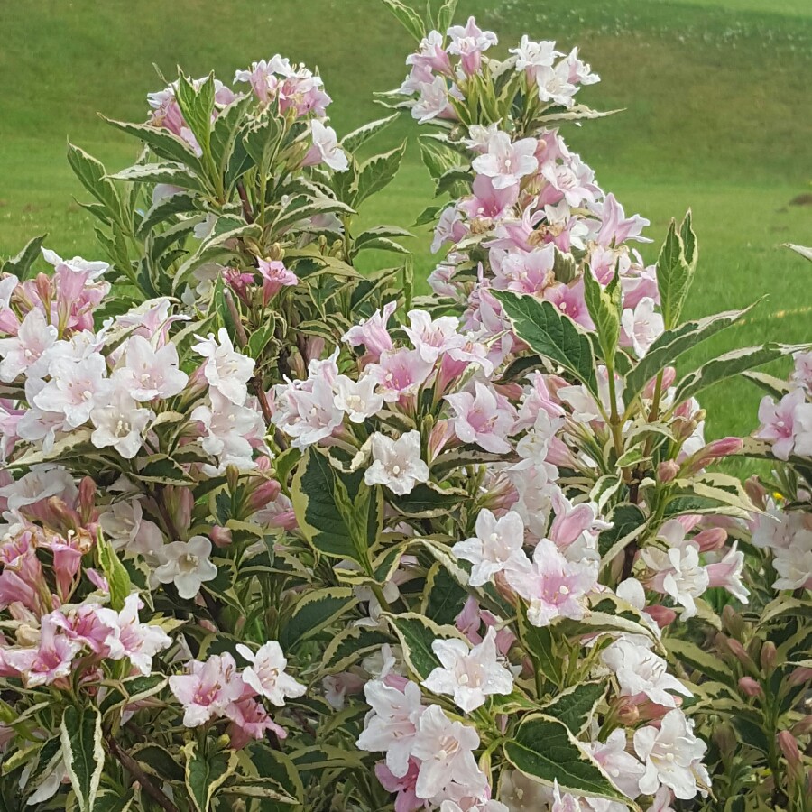plant image 108510