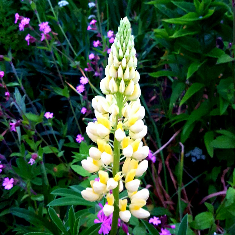 plant image 108684