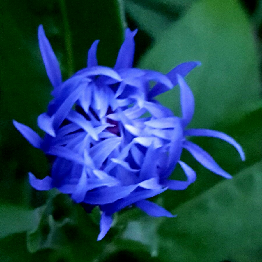 Plant image Centaurea montana 'Parham'