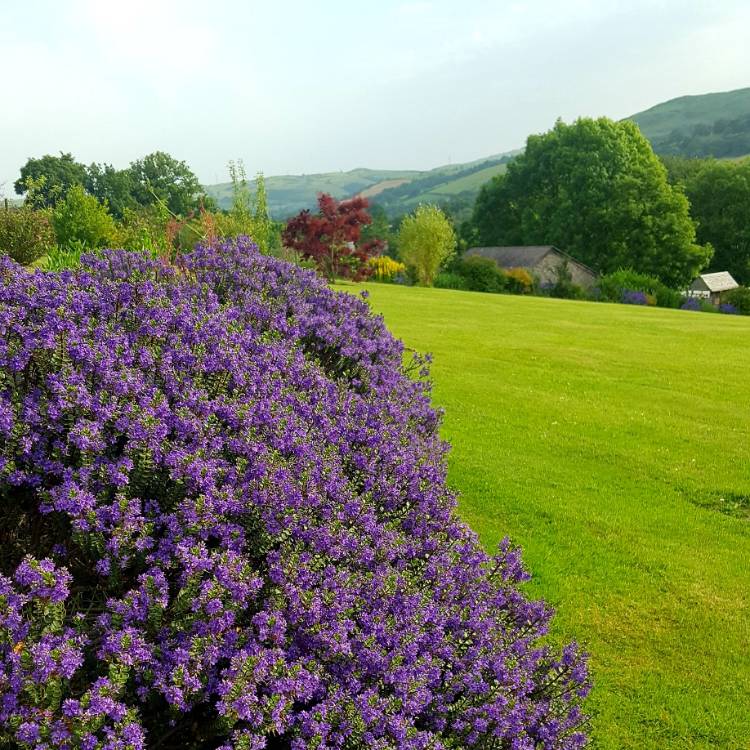 Hebe 'Wild Romance', Shrubby Veronica 'Wild Romance' in GardenTags plant  encyclopedia