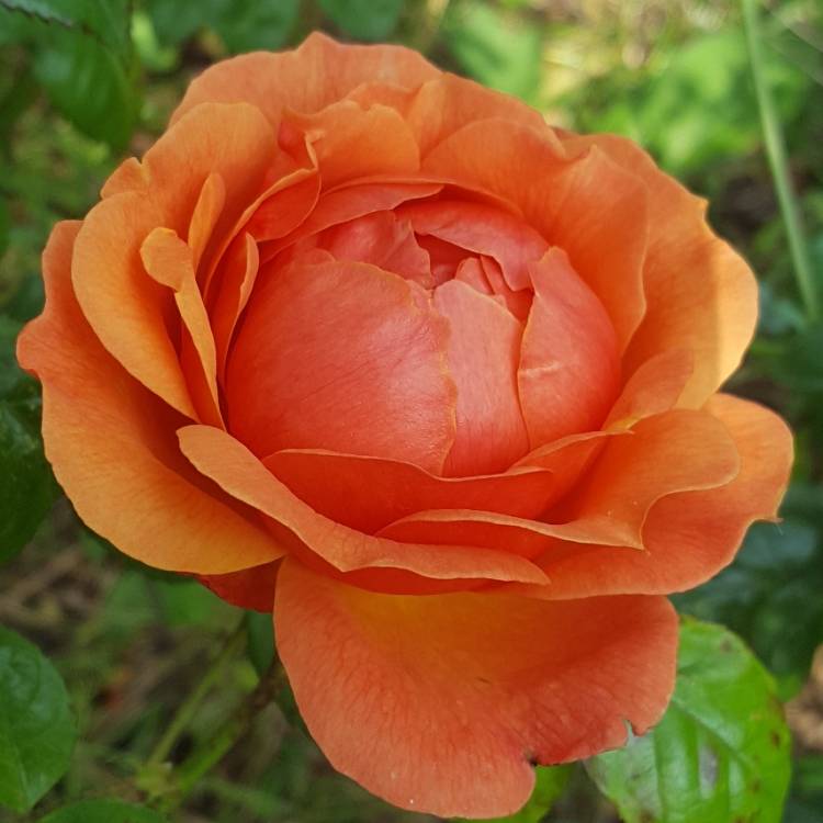 plant image 1100752