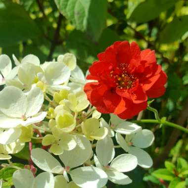 Geum