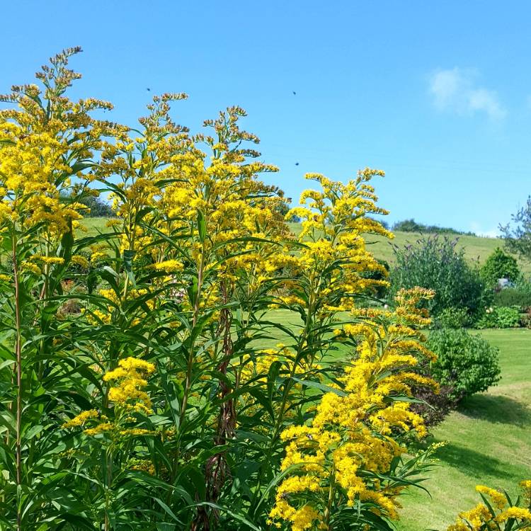 plant image 1147643