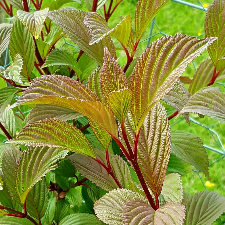 Plant image Viburnum x bodnantense