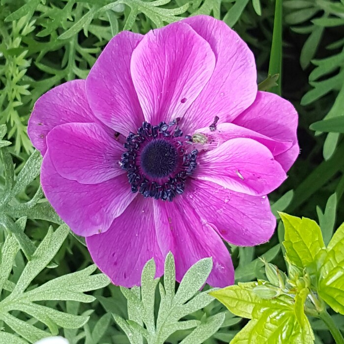 Plant image Anemone coronaria de caen 'Mr Fokker'