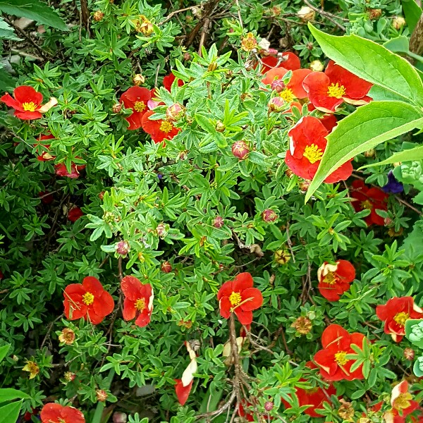 plant image 131330