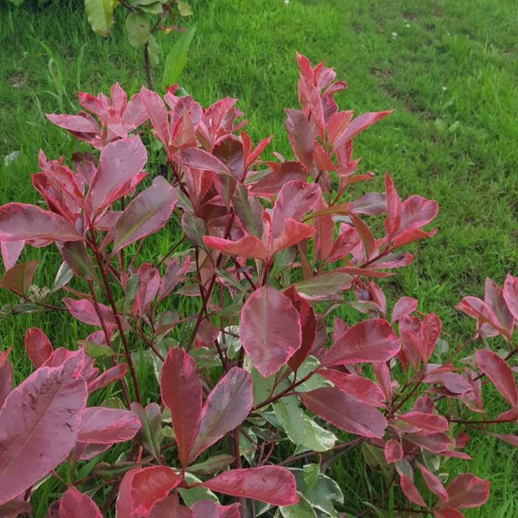 Plant image Photinia x fraseri 'Robusta'