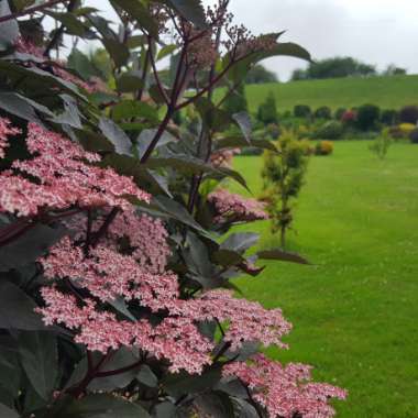 Sambucus nigra f. porphyrophylla 'Eva' syn. Sambucus nigra f. porphyrophylla 'Black Lace', Sambucus nigra 'Black Lace'