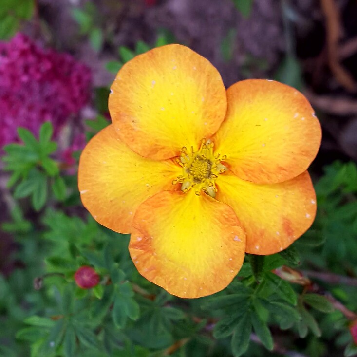 Plant image Potentilla fruticosa 'Mango Tango'