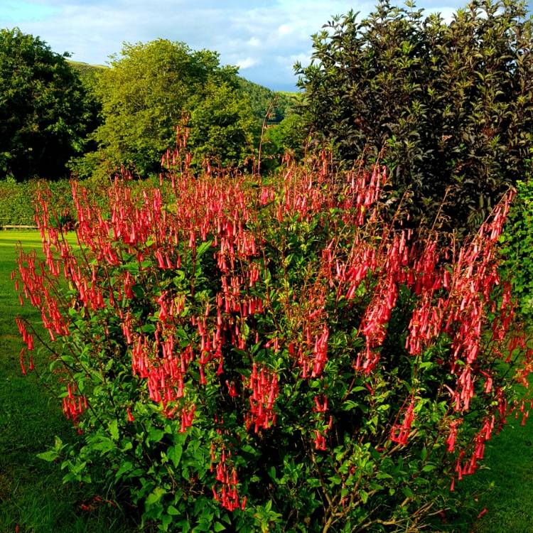 plant image 1346707