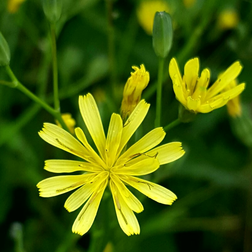 plant image 139717