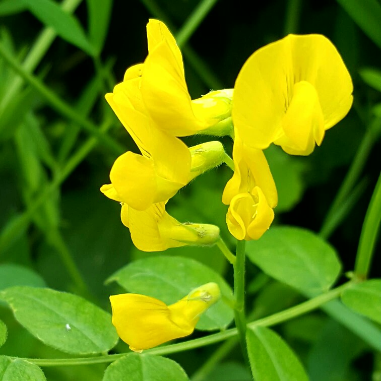 plant image 139723