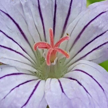 plant image 149511 plant image 149511
