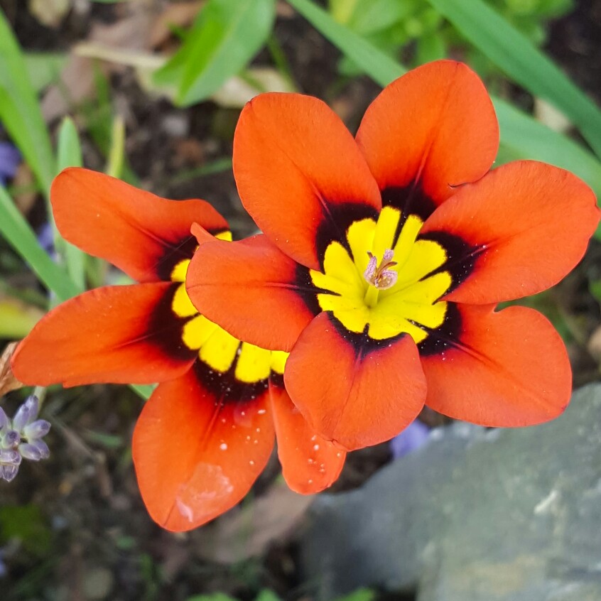 plant image 169279
