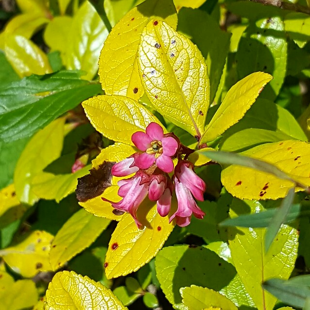 Escallonia 'Gold Ellen'